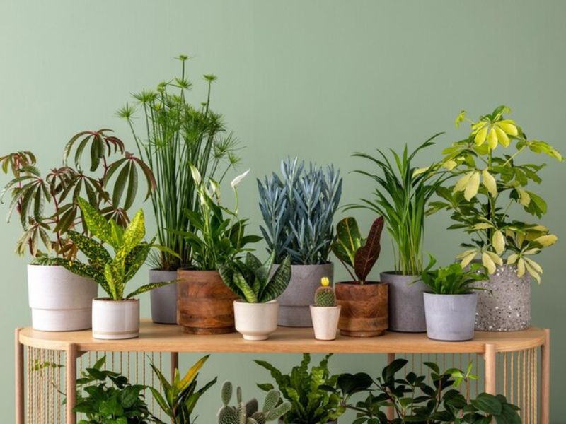 Use Indoor Plants